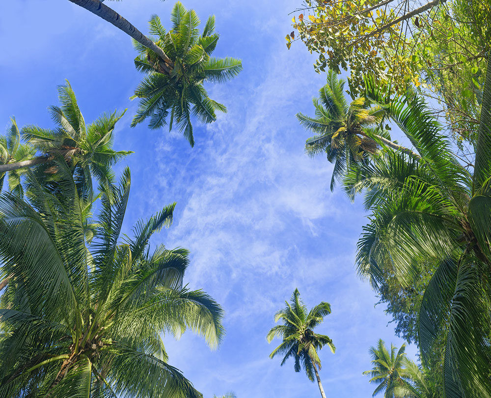 coconuts tree 16